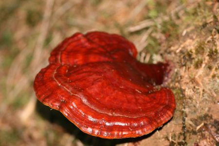 Regina plantelor: Ganoderma Lucidum